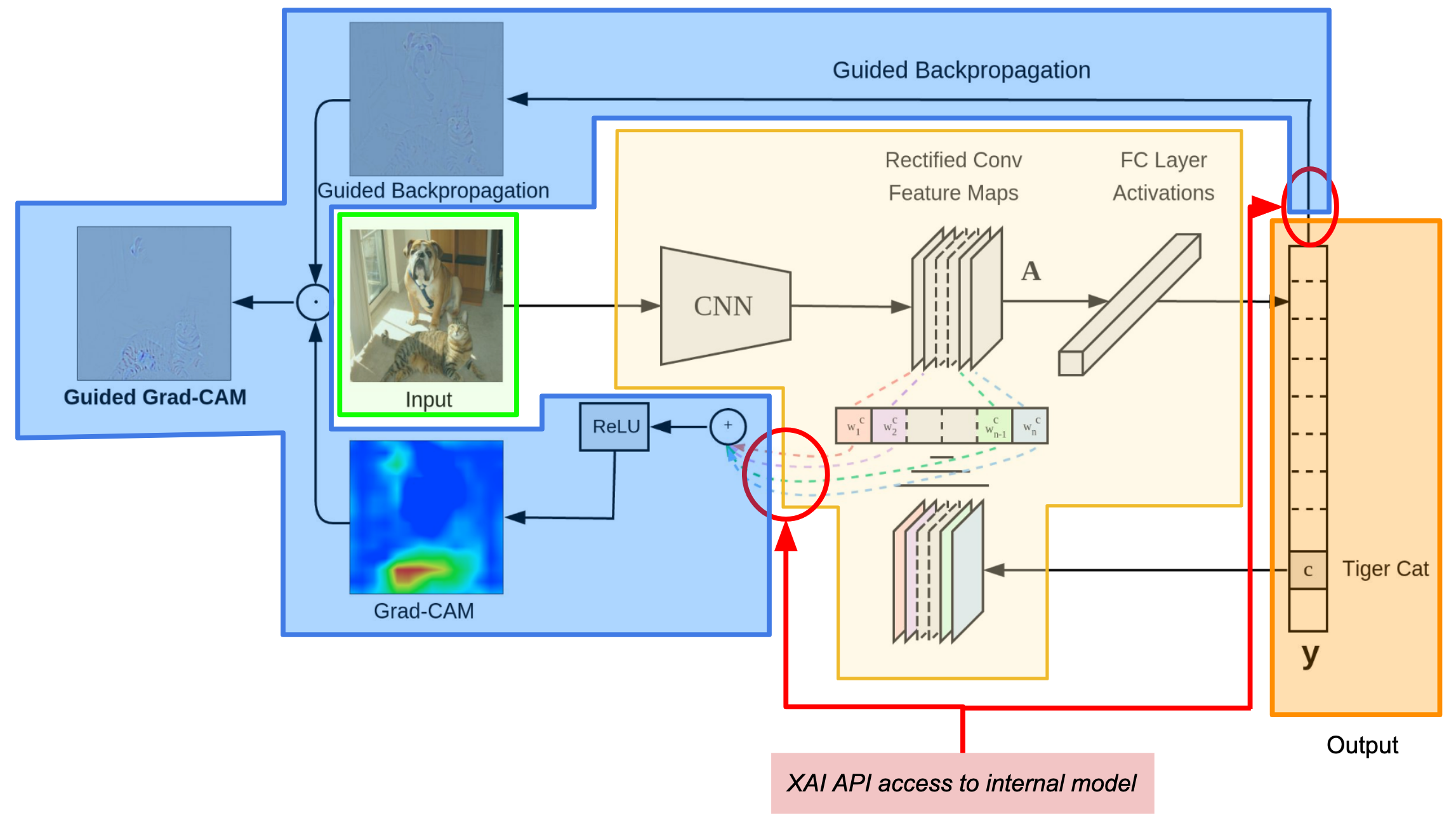 _images/intro-grad-cam-annotated.png